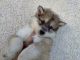 Wolfdog Puppies for sale in Temecula, California. price: $500