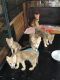 Wolfdog Puppies for sale in Montebello, VA 24464, USA. price: NA
