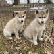 Wolfdog Puppies