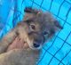 Wolfdog Puppies for sale in Temecula, California. price: $250