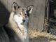 Wolfdog Puppies for sale in Beckley, WV 25801, USA. price: $2,000