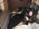 Wolfdog Puppies for sale in Kettle Falls, WA 99141, USA. price: NA