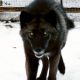Wolfdog Puppies for sale in Bend, OR, USA. price: NA