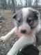 Wolfdog Puppies for sale in Doniphan, MO 63935, USA. price: NA