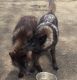 Wolfdog Puppies for sale in Kansas City, MO, USA. price: NA