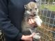 Wolfdog Puppies for sale in Lyons, OR 97358, USA. price: NA