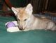 Wolfdog Puppies for sale in Oklahoma City, OK, USA. price: NA