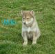 Wolfdog Puppies for sale in Canton, OH, USA. price: $1,009