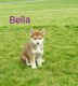 Wolfdog Puppies for sale in Canton, OH, USA. price: $1,099
