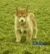Wolfdog Puppies for sale in Canton, OH, USA. price: $1,099