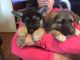 Wolfdog Puppies for sale in Terrebonne, OR, USA. price: NA