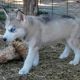 Wolfdog Puppies for sale in Springtown, TX 76082, USA. price: NA