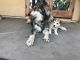 Wolfdog Puppies for sale in Tucson, AZ 85743, USA. price: $850