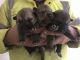 Wolfdog Puppies for sale in Texas City, TX, USA. price: NA