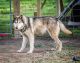 Wolfdog Puppies for sale in Kansas City, MO, USA. price: NA