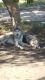 Wolfdog Puppies for sale in Frost, TX 76641, USA. price: $600