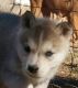 Wolfdog Puppies for sale in Springtown, TX 76082, USA. price: $400