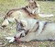 Wolfdog Puppies for sale in Jacksonville, FL, USA. price: NA