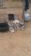 Wolfdog Puppies for sale in Springtown, TX 76082, USA. price: $600