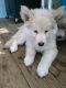 Wolfdog Puppies for sale in Klamath Falls, OR 97603, USA. price: $700