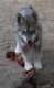 Wolfdog Puppies for sale in Jasper, FL 32052, USA. price: $1,000