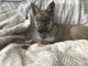 Wolfdog Puppies for sale in Miami, FL, USA. price: $2,000