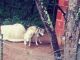 Wolfdog Puppies for sale in Hedgesville, WV, USA. price: NA