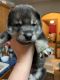 Wolfdog Puppies for sale in Centerville, IN 47330, USA. price: $600