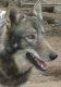 Wolfdog Puppies for sale in Newberry Springs, CA 92365, USA. price: NA