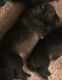 Wolfdog Puppies for sale in Hedgesville, WV, USA. price: $900