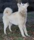 Wolfdog Puppies for sale in Powell, TN 37849, USA. price: NA