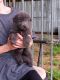 Wolfdog Puppies for sale in St Cloud, FL 34773, USA. price: NA
