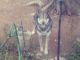 Wolfdog Puppies for sale in Martinsburg, WV, USA. price: $200