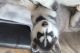 Wolfdog Puppies for sale in Larkfield-Wikiup, CA 95403, USA. price: NA