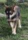 Wolfdog Puppies for sale in Cherry Hill, NJ 08002, USA. price: NA