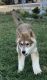 Wolfdog Puppies for sale in Cherry Hill, NJ 08002, USA. price: NA