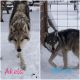 Wolfdog Puppies for sale in Prineville, OR 97754, USA. price: NA