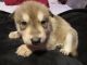 Wolfdog Puppies for sale in Eugene, OR, USA. price: $2,000