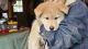 Wolfdog Puppies for sale in Morton, WA 98356, USA. price: NA
