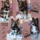 Wolfdog Puppies for sale in Henderson, NV, USA. price: NA