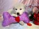 Wolfdog Puppies for sale in Punta Gorda, FL 33982, USA. price: NA