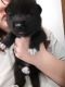 Wolfdog Puppies for sale in Satsuma, FL 32189, USA. price: $850