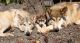 Wolfdog Puppies for sale in Cave Junction, OR 97523, USA. price: $700