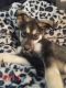 Wolfdog Puppies for sale in Lancaster, SC 29720, USA. price: $475