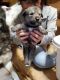 Wolfdog Puppies for sale in Fairland, OK 74343, USA. price: NA