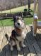 Wolfdog Puppies for sale in Willow Wood, OH, USA. price: $1,400