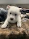 Wolfdog Puppies for sale in La Pine, OR 97739, USA. price: $1,200