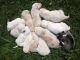 Wolfdog Puppies for sale in Milan, TN 38358, USA. price: NA