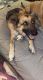 Wolfdog Puppies for sale in Pigeon Forge, TN, USA. price: $500