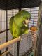Yellow-Naped Amazon Parrot Birds for sale in Lawton, MI 49065, USA. price: NA